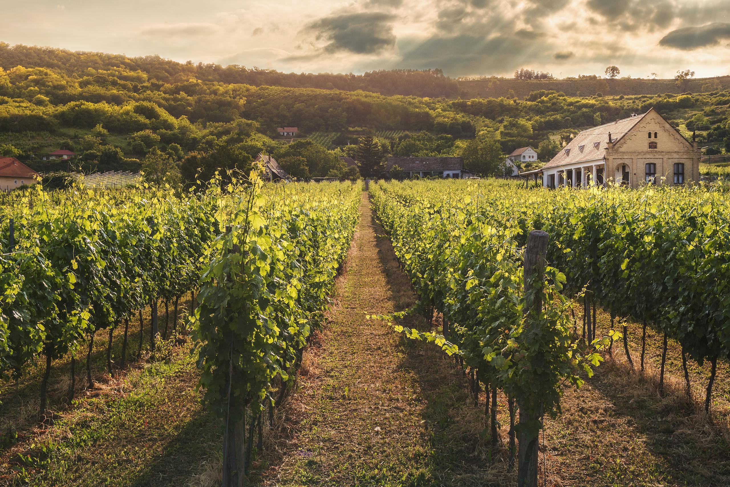 Serene vineyard scene with verdant rows under a dramatic sunset sky.